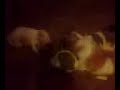 Puppies Playing 3 Weeks Old