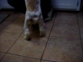 Click here to watch this video Cocker Spaniel Puppies - 4 Months Old