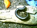 Millipede
