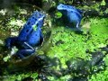 Dendrobates Azureus