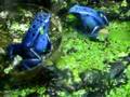 Dendrobates Azureus