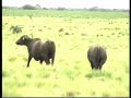 Hunting buffalo in Argentina / B�ffeljagd in Argentinien
