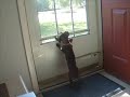 Guard Dog