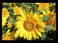 flowers.wmv