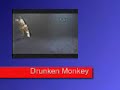 Animal Planet Drunken vs Monkey