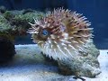 Porcupine Puffer Porcupine Puffer