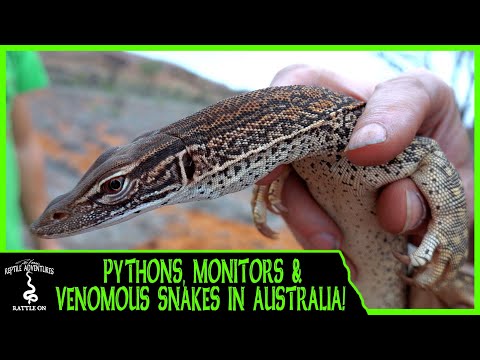 YouTube reptile video
