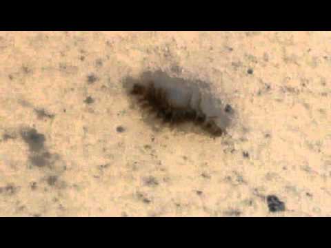 artropode -