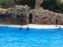 Delfin-Show im Loro Parque, Teneriffa