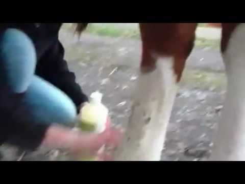 how to treat mud fever
