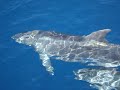 Dolphins