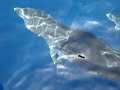 Dolphins