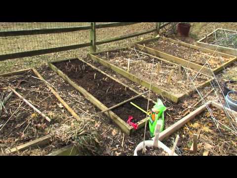 how to fertilize basil