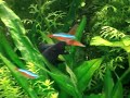 Aquário plantado com peixes.360 lCascalho granulação fina+laterita+humus de minhoca+fertilizante para aquáriosPopulação:Labio bicolor e albino,tanictis,neons, alga eater,cascudo,enfermeirinhas.3 meses de plantado.Iluminação com lampadas pl para aquário plantado(4 de 60 W)+ 4 lâmpadas gro lux de 20 W.Filtragem com canister SERA FIL 1300 