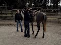 SHEYKH SHAHEEN, 2�me phase de d�bourrage