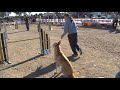 BRISA (16.11.08) - Open agility TOSSUTS - 2on circuit BRISA (16.11.08) - Open agility TOSSUTS - 2on circuit