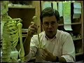 Bones of the Upper Extremities II