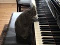Gatto che suona il pianoforte Gatto che suona il pianoforte