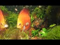 Pisces Pet Emporium Discus Fry Underwater Cam Dec 20th 2012