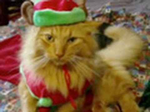 klaatu42 - They're at it again in 2010. Happy Holidays from me and the animals of YouTube. Best wishes for 2011. Be a fan on facebook: http://facebook.com/klaatu42 Foll...