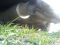 exhaust opel kadett 1.6 km malon mugen