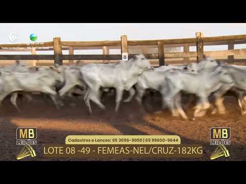 519 LEILO VIRTUAL MB LEILES