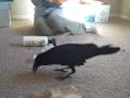 Outsmart the Raven