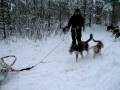 videos de Dogs in Rovaniemi