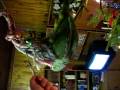 videos de MVI 1781