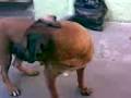 videos de tosa inu
