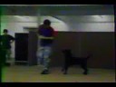 Superdog Dan Dog drug, bomb, cadaver training