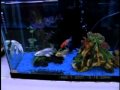 Videoclip #4 - Fish Bowl Pet Shop - Butterfly Koi
