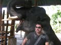 Dealertrip Thailand Elephant/Gibbon