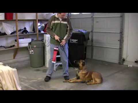 Belgian Malinois