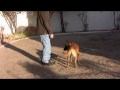 Adopting A Belgian Malinois