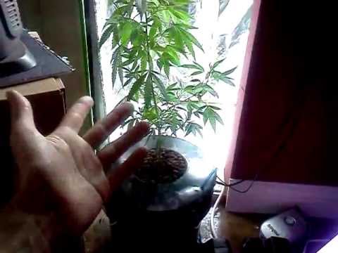how to grow weed hydroponically