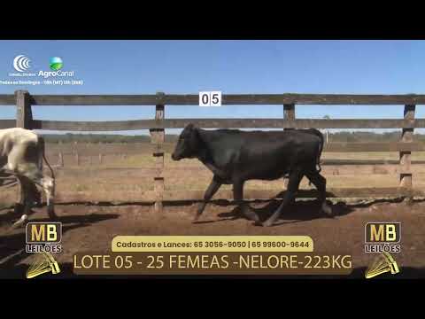 510� LEIL�O VIRTUAL MB LEIL�ES