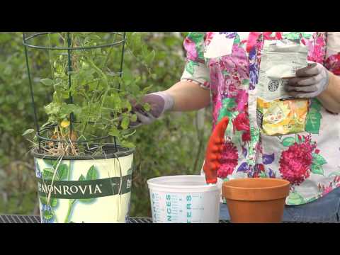 how to fertilize garden