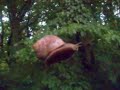 die fliegende schnecke in riedenburg.