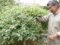 Making Cordage From Plant Fibers 1 of 4 Making Cordage From Plant Fibers 1 of 4