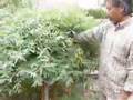 Making Cordage From Plant Fibers 1 of 4