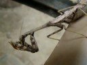 Praying Mantis eating a Bee