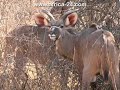 Bush Lodge Properties Bela Bela Limpopo South Africa - Africa Travel Channel