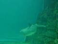 videos de Delfini 1^parte