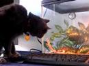 shabu and snake