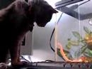 shabu and snake