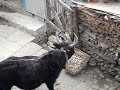 Yak yak yak