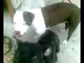 videos de 01122008(001).mp4