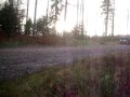 Grizedale 2009