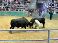 bull_fight7.mov